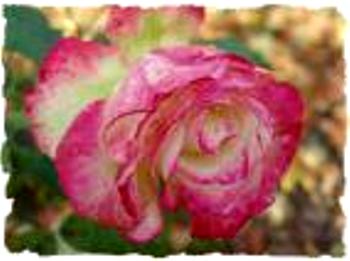 La rose